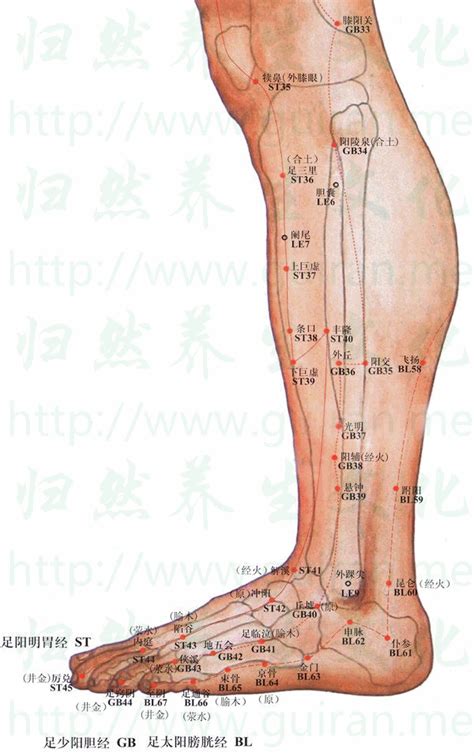 飛揚穴位置|針灸學/飛揚穴